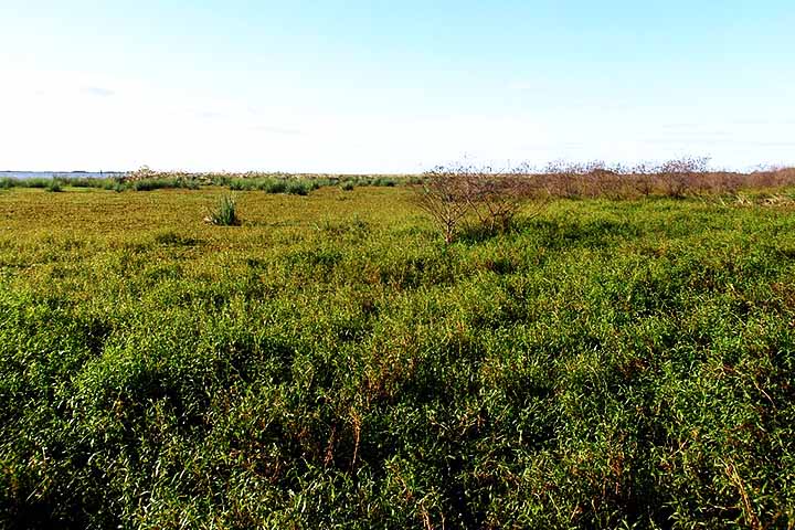 A primeira família foi solta no Parque Nacional Iberá, local que se estabeleceu como um modelo global de restauração de fauna na América do Sul.