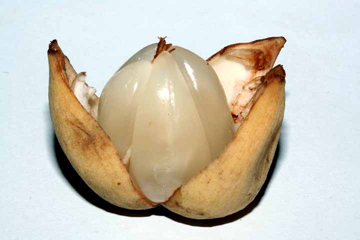 Por isso, para consumi-lo, basta pressionar levemente o fruto para romper a casca fina e revelar os segmentos translúcidos. Em seguida, remova cuidadosamente as sementes amargas para desfrutar de seu sabor único.