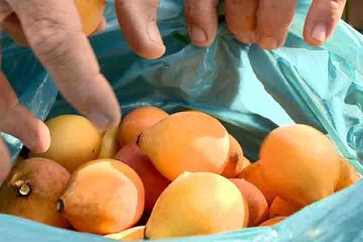 Nesse mesmo sentido, pode ajudar a reduzir inflamações no corpo, assim como promove o bem-estar e auxilia no tratamento de condições inflamatórias como reumatismo. 