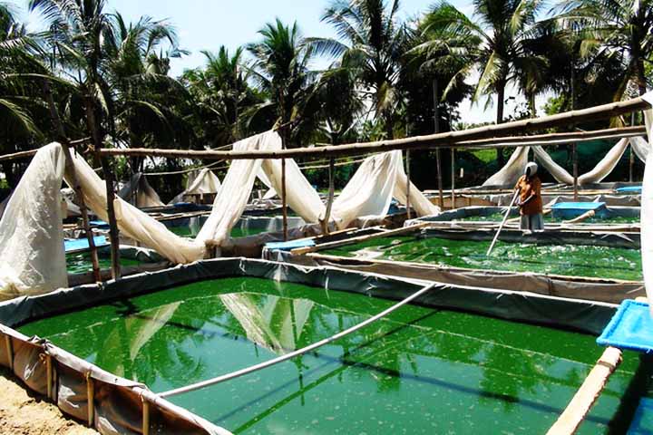 Por causa das suas propriedades antioxidantes, estudos relacionam a ingestão de spirulina ao aumento do desempenho em exercícios e maior resistência. 