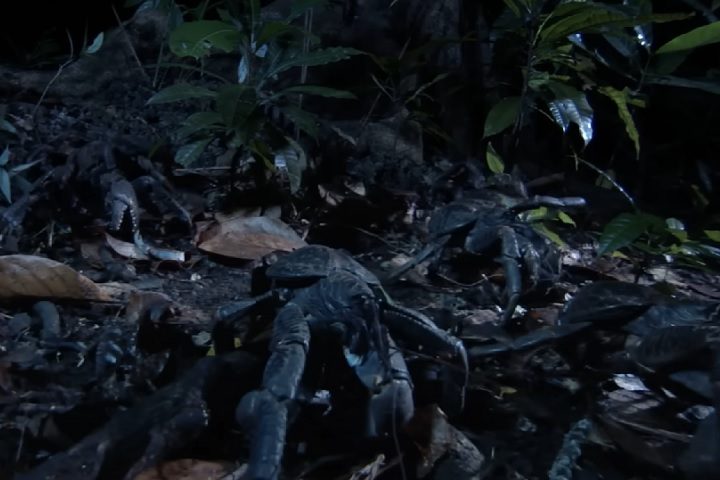 Embora presente em outras ilhas da região, o caranguejo-dos-coqueiros é de hábitos noturnos, tornando seu avistamento algo incomum. 