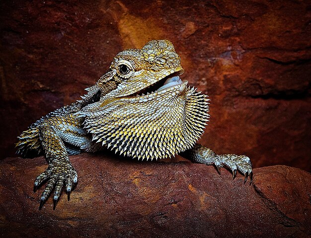 O dragão barbudo (Pogona vitticeps) possui uma barba espinhosa ao redor do pescoço, que pode ser erguida em situações de estresse ou para atrair parceiros. Esse lagarto é originário da Austrália e habita regiões áridas e semiáridas. Adapta-se bem ao cativeiro e pode viver até 15 anos.