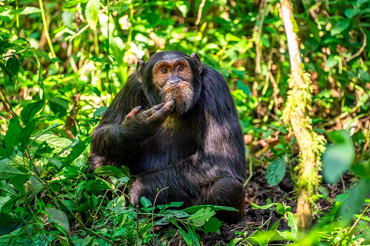 Cientistas afirmam que há animais no planeta com habilidades que os colocam como os mais inteligentes, depois dos seres humanos. Veja uma lista, além dos chimpanzés. 