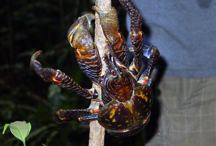 Apesar de ser um crustáceo, o caranguejo-dos-coqueiros é totalmente terrestre na fase adulta, retornando ao mar apenas na fase larval.