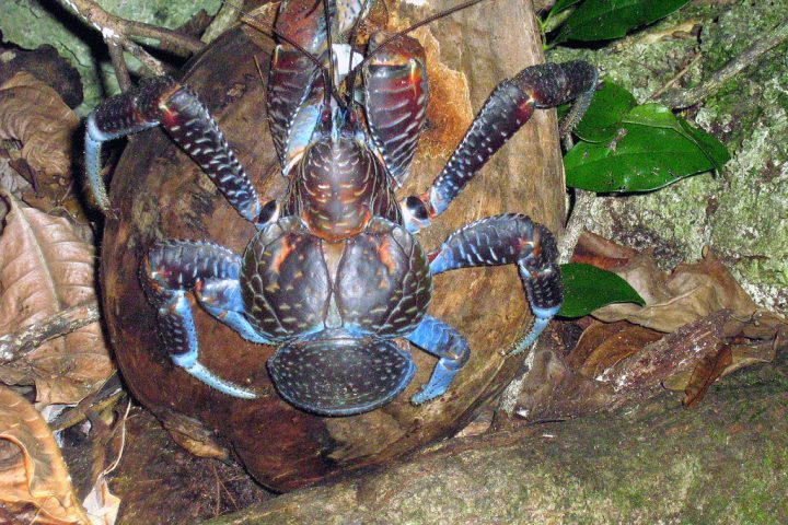 O caranguejo-dos-coqueiros, também conhecido como caranguejo-ladrão, é nativo de ilhas tropicais do Indo-Pacífico, como as Ilhas Cook, Seychelles, e partes da Polinésia.