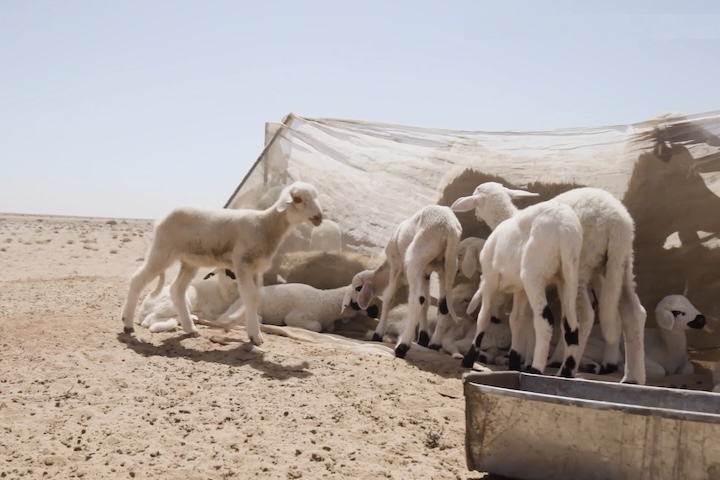 Lá, nômades percorrem longas distâncias enquanto conduzem seus rebanhos, sempre atentos ao solo na esperança de encontrar fragmentos extraterrestres.