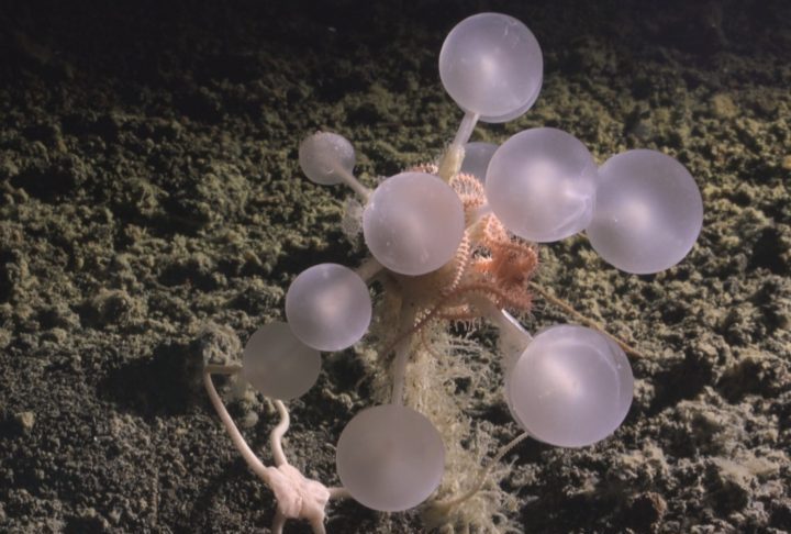 A nova esponja tem formato esférico e utiliza minúsculos ganchos para capturar presas, diferentemente das que se alimentam por filtração.