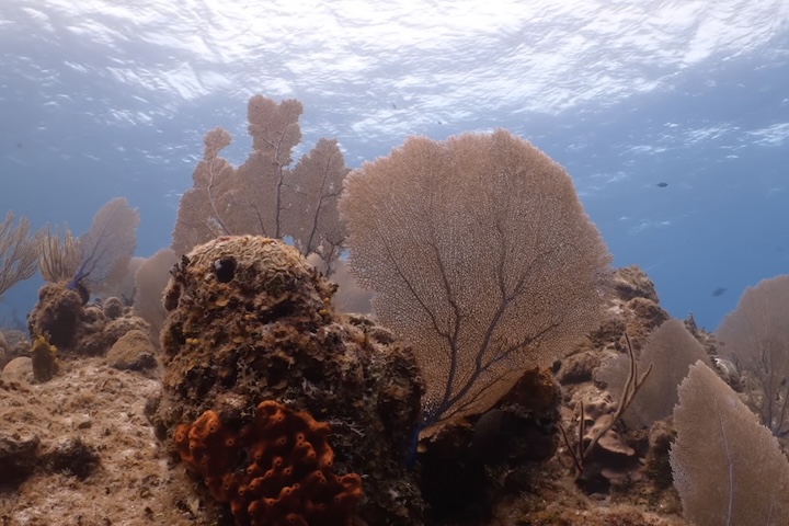 O novo projeto dá continuidade a iniciativas anteriores — entre elas, o Censo da Vida Marinha, concluído em 2010, que apontou a possibilidade de seis mil novas espécies. 