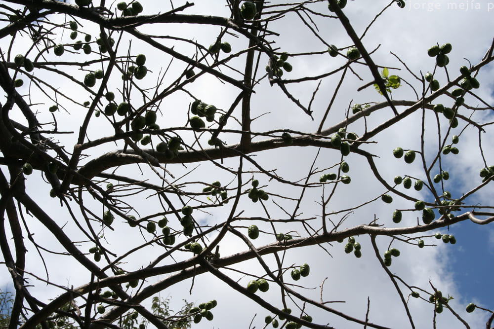 Em solo brasileiro, a colheita ocorre principalmente entre dezembro e março, com destaque para a região Nordeste e pico de produção no Ceará. 