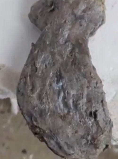 Biólogos destacam que pode ser apenas o esqueleto de alguma parte de um cetáceo que morreu no mar e, depois, foi arrastado para a praia pela força das ondas no local.