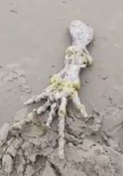 O esqueleto foi encontrado por Devanir de Souza e Letícia Santiago na praia de Ilha Comprida, no litoral de São Paulo no dia 20/11/2022. O esqueleto não estava muito longe da água na praia. 