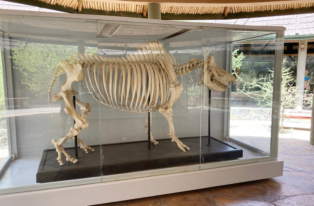 Além de hominídeos, foram encontrados fósseis de animais como elefantes primitivos, rinocerontes, zebras e antílopes, revelando o ecossistema da época.