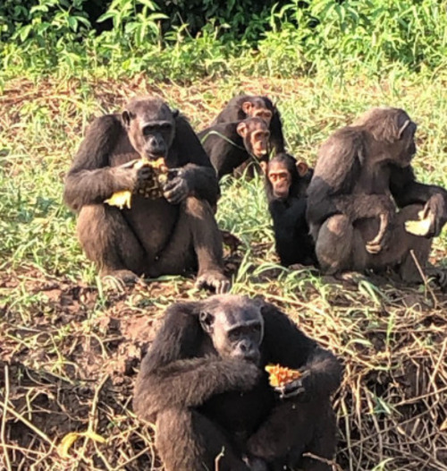 Douala-Edéa é uma reserva criada em 1932, que passou a ser parque nacional em 2018. 80% da reserva são cobertos por floresta equatorial tropical e 15% por manguezais do Atlântico. A fauna inclui muitos macacos, além de elefantes, antílopes e crocodilos, entre outras espécies. 