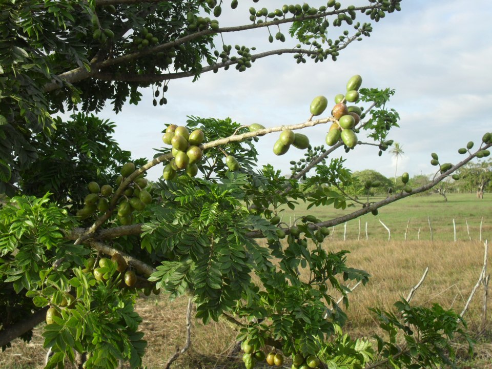 Entre as opções de consumo, a seriguela pode ser usada para preparar compotas, e doces, como sobremesas, sorvetes e sucos. Além disso, através desta fruta, pode-se produzir licor e vinagre.
