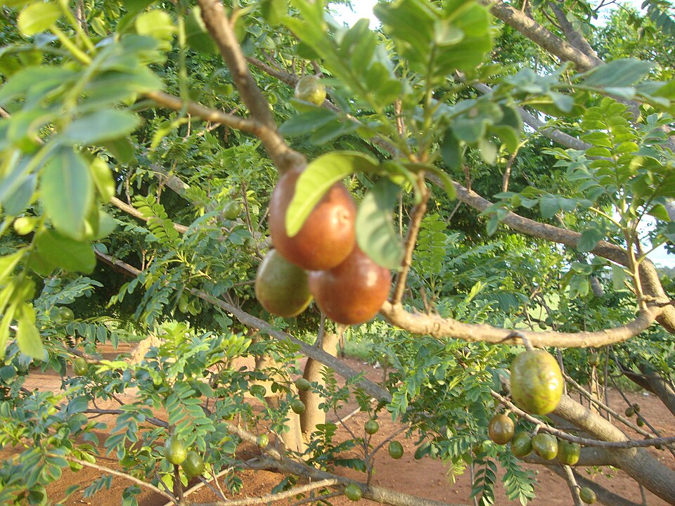 Ã conhecida por diversos nomes, como ameixa-da-Espanha, cajÃ¡ vermelho, ciroela, jocote, e ciruela mexicana, dependendo da regiÃ£o.