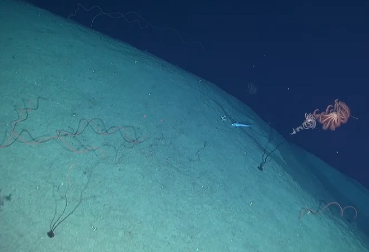 Há aproximadamente 80 milhões de anos, a Elevação Grande Rio começou a se formar devido a intensas atividades vulcânicas sob a dorsal meso-oceânica do Atlântico Sul.