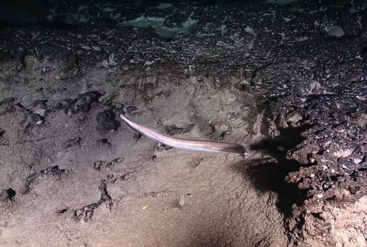 Amostras coletadas nessa região na década de 1980 já sugeriam a ideia de que essa parte da elevação já esteve acima da água.