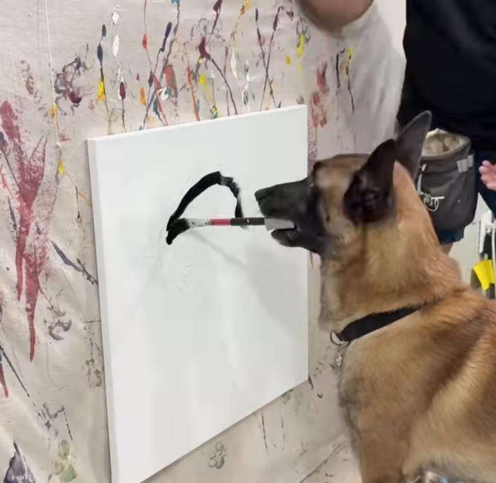 Todo o crédito é dele. É o único cachorro no mundo fazendo isso , disse Von Muller com orgulho em entrevista à WPLG Local 10. 