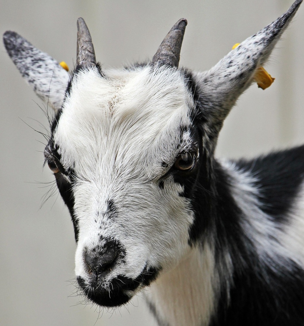 Assim, há cerca de 10.000 anos nas montanhas Zagros e no leste da Anatólia, o íbex se consolidou como um dos mais duradouros símbolos de fertilidade, feminilidade e cosmologia.