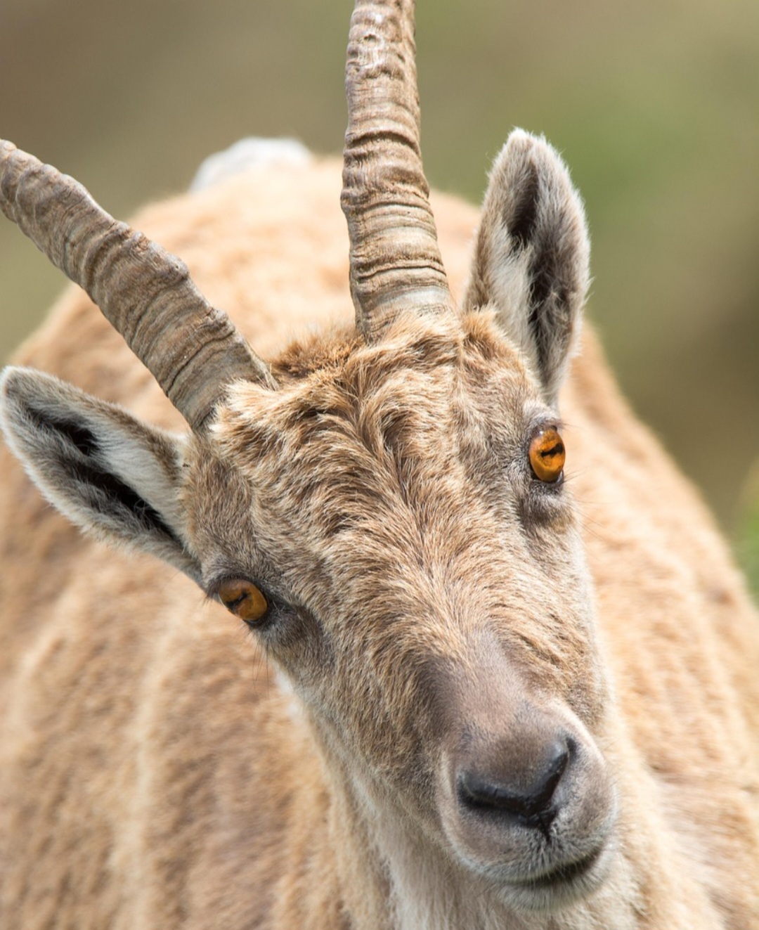 O animal aparece ainda em cerâmicas, gravuras rupestres e na metalurgia, de sítios como Tall-i-Bakun, Tepe Hissar e Susa, com um simbolismo que atravessou o tempo.