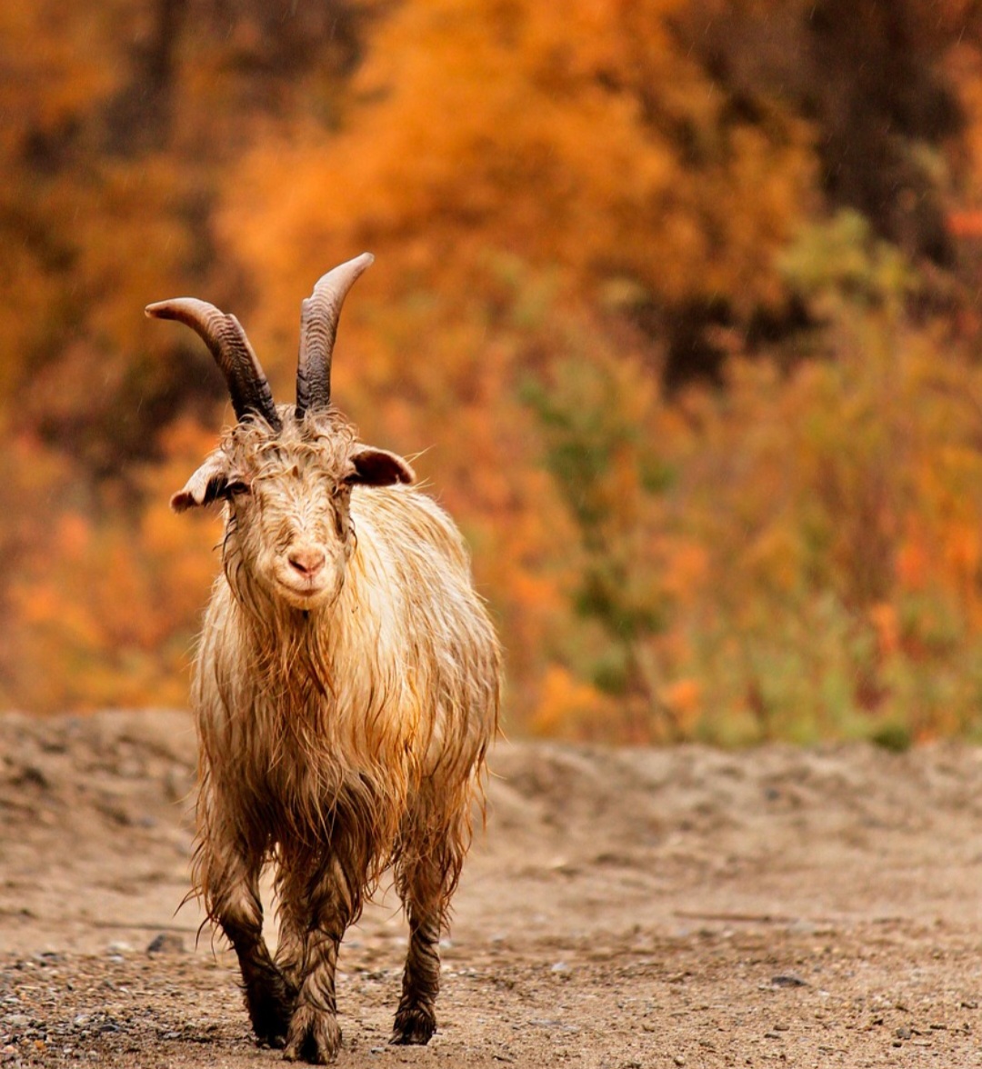 No contexto do signo astrológico de Capricórnio, a cabra montanhesa simboliza a persistência, o trabalho árduo e a conexão com a terra e o que é tangível. 