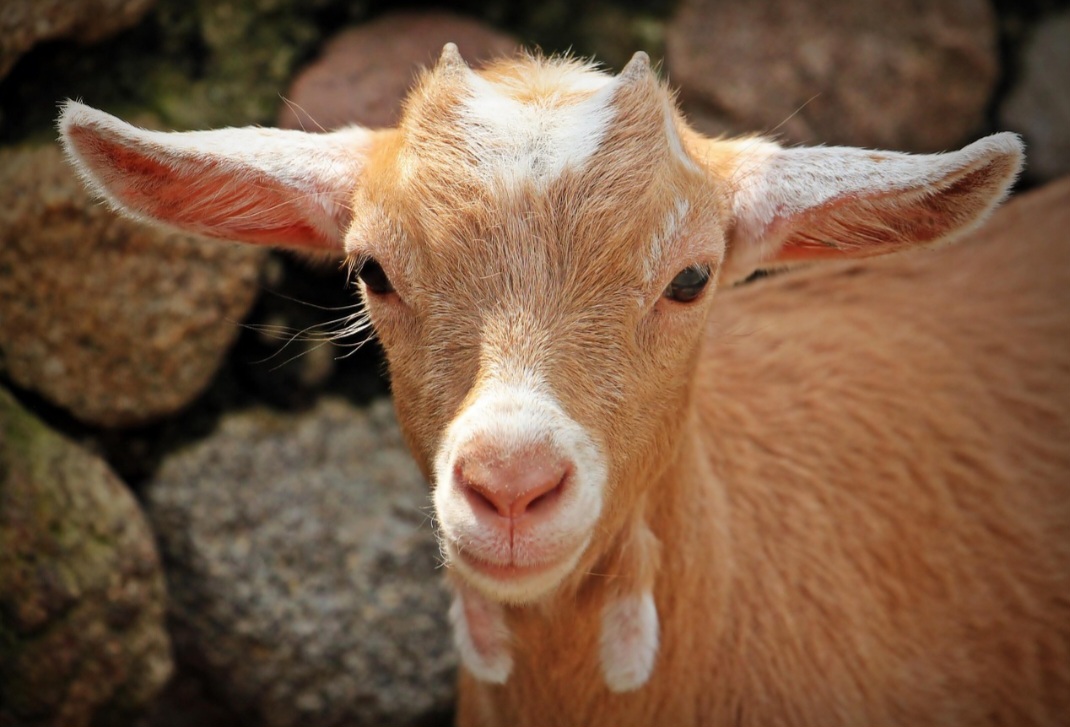 As cabras foram introduzidas no Brasil pelos colonizadores europeus, como portugueses, franceses e holandeses, e atualmente a região Nordeste concentra o maior rebanho. 