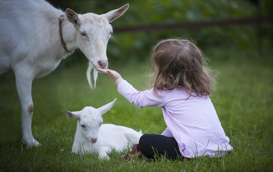 Elas são herbívoras e, juntamente com as ovelhas, pertencem à família dos bovídeos. Existem diversas raças, adaptadas a diferentes ambientes, desde as mais montanhosas até as de clima mais árido. 