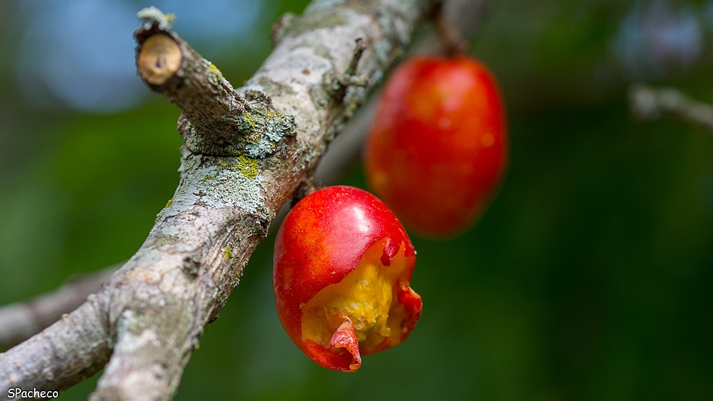 Originária da América Central, a seriguela se adapta a climas tropicais, áridos e semiáridos e também pode ser conhecida como ameixa-da-Espanha.