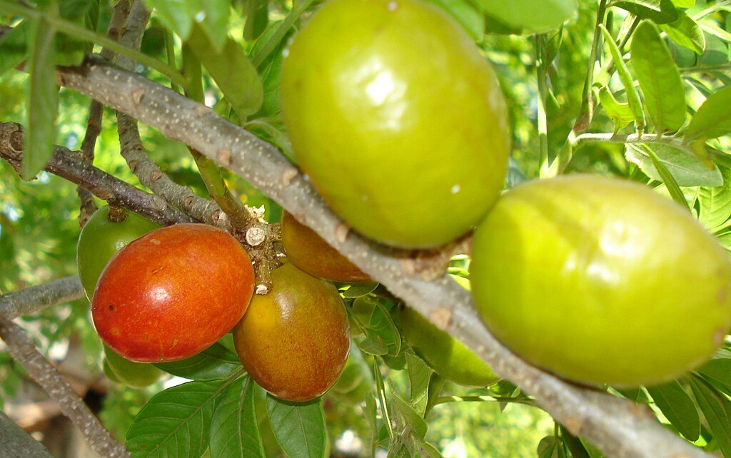 Uma das frutas mais populares do Nordeste, a  refrescante seriguela pertence à família Anacardiaceae, a mesma do caju, e varia entre as cores verde, amarelo, laranja e vermelho. Ela, então, pode trazer inúmeros benefícios à saúde e ser consumida de diferentes formas.