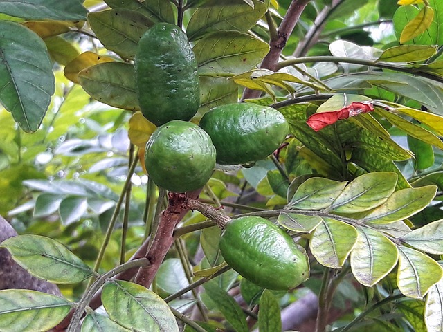Nesse sentido, a seriguela é uma boa fonte de carboidratos, vitaminas A, B e C, cálcio, fósforo e ferro, além de ser rica em fibras e antioxidantes.