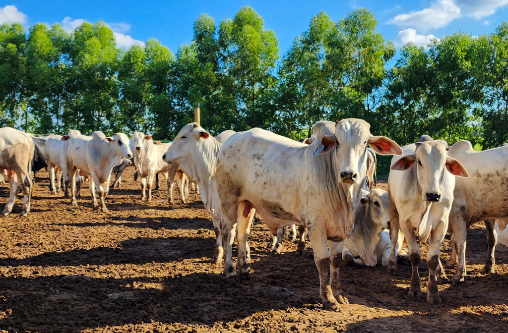 A pecuária bovina é forte na região, com destaque para a produção de carne e leite. Fazendas modernas convivem com práticas tradicionais, gerando empregos e abastecendo frigoríficos e laticínios. O setor é essencial para a economia rural e urbana.