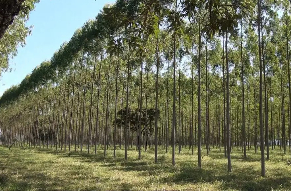 Com vastas áreas de eucalipto plantado, a região é destaque na produção de celulose e papel. Empresas investem em tecnologia e reflorestamento, garantindo produtividade com responsabilidade ambiental. O setor é forte exportador e empregador.

