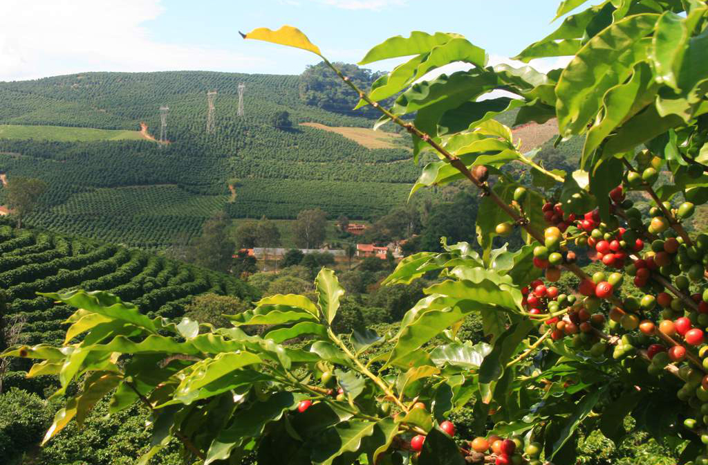 O café cultivado nas altitudes da Vale do Rio Doce tem sabor e aroma reconhecidos mundialmente. Pequenos produtores mantêm tradições centenárias, enquanto cooperativas fortalecem a exportação e a valorização do produto. É símbolo cultural e econômico da região.


