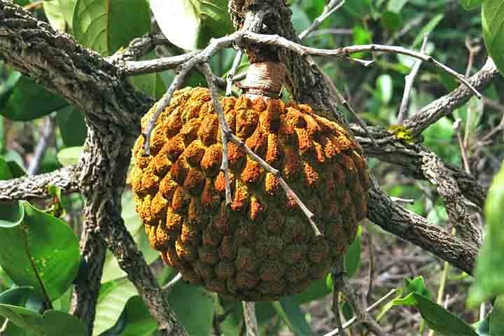 Símbolo de resistência no Cerrado, o marolo perdeu espaço com a ascensão do café no Brasil, porém voltou a ter destaque nos anos 1980. Conhecido por suas propriedades anti-inflamatórias, o fruto faz parte da identidade de Paraguaçu, município do sul de Minas.
