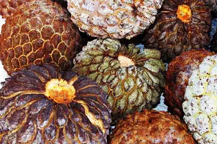 Com um aroma inconfundÃ­vel e caracterÃ­sticas prÃ³prias, o marolo (Annona crassiflora) possui um nome de origem guarani que significa âfruta moleâ.
