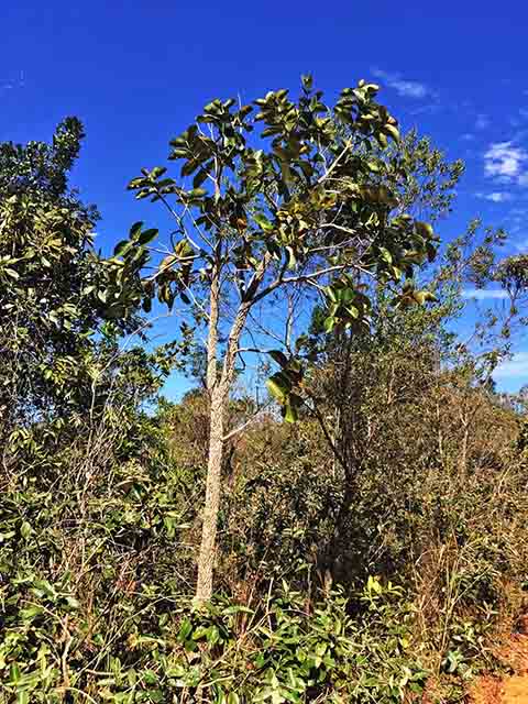 Em relação à planta deste produto, ela é adaptada aos solos ácidos e pobres em nutrientes e cresce naturalmente nos cerrados do Centro-Oeste e Sudeste do Brasil, incluindo Minas Gerais, São Paulo, Paraná, Maranhão, Tocantins, Pará, Bahia e Piauí.