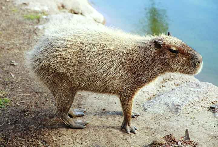 Além disso, elas possuem tamanho corporal robusto que dificulta a captura e manipulação por predadores, algo que exige esforço desproporcional ao benefício nutricional.