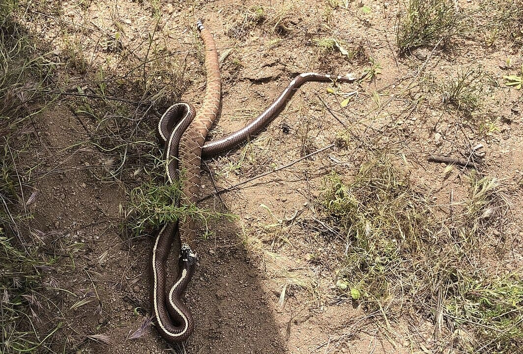 Ela é imune ao veneno dessas espécies, o que a torna uma predadora dominante em seu habitat. Esse comportamento é chamado de ofiofagia.
