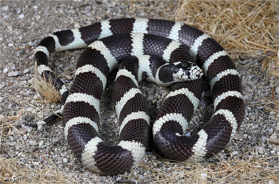 A cobra é da espécie California kingsnake (Lampropeltis californiae) .É uma serpente não peçonhenta nativa do oeste dos EUA, especialmente da Califórnia.