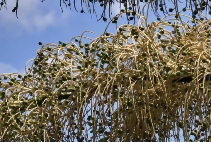 Essas flores dão origem aos frutos, que levam cerca de um ano para amadurecer. Quando os frutos caem, ela inicia o processo de morte”, esclareceu o pesquisador Marcus Nadruz.