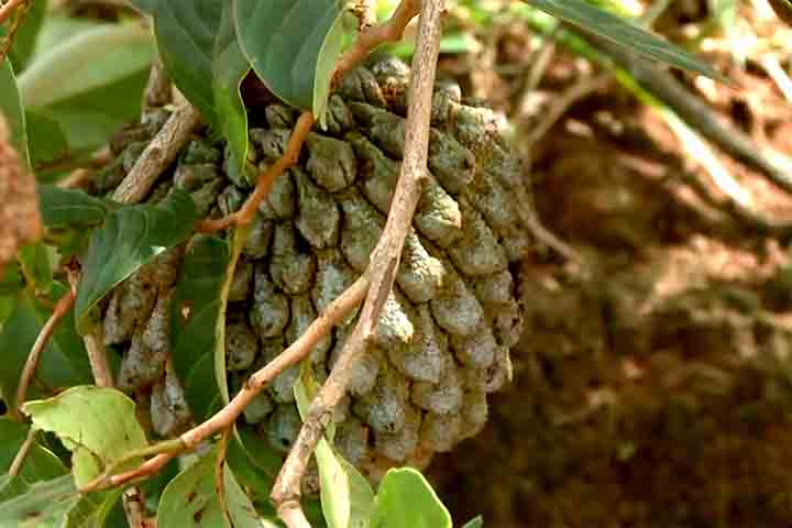 Os frutos são cobertos por pequenos pelos marrons-avermelhados que desaparecem à medida que amadurecem. As flores são grandes, com pétalas carnosas que se abrem à noite.