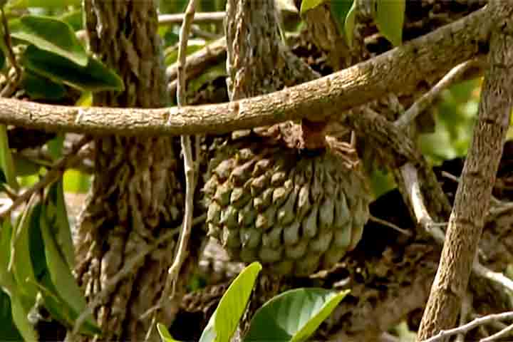 Para seu cultivo, Ã© necessÃ¡rio escolher a fase chuvosa, regar diariamente nas duas primeiras semanas e, depois disso, duas vezes por semana.
