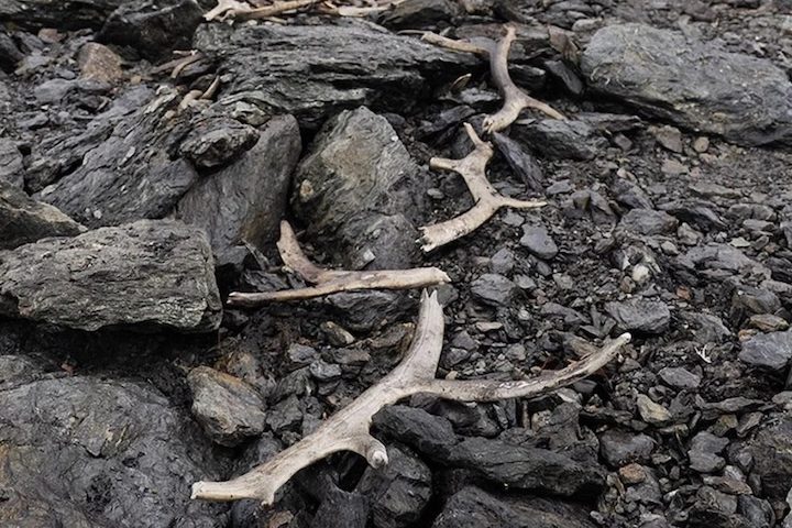 Próximo à armadilha, foi encontrado um depósito com centenas de chifres de rena com marcas de corte, confirmando a caça em larga escala.