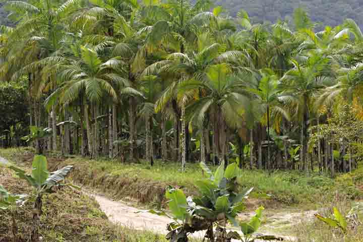 Em ameaça de extinção, devido à extração excessiva e ilegal, o palmito-juçara é nativo da Mata Atlântica. Mais vistoso e carnudo, ele possui um replantio que demora cerca de dez anos até o desenvolvimento de uma planta adulta.