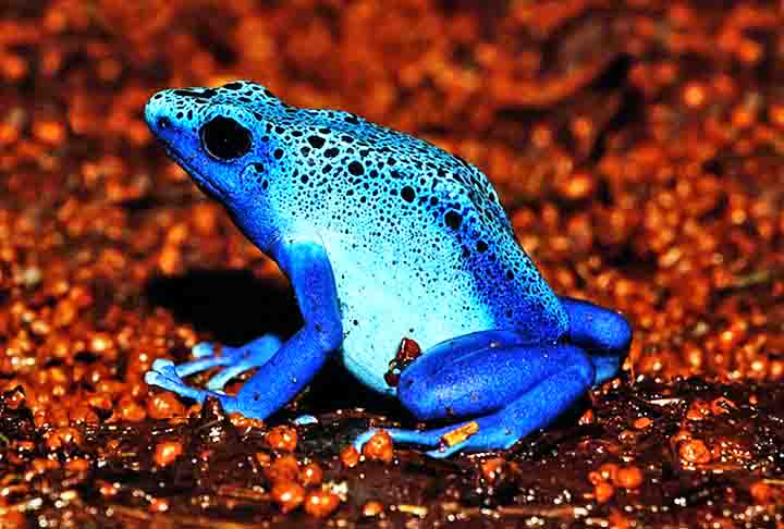 As pererecas vivem em Ã¡rvores e a maioria Ã© da famÃ­lia Hylidae (lÃª-se hilide), embora haja outras tantas com diferentes espÃ©cies. O nome perereca tem origem na palavraÂ pere'regÂ (âir aos saltosâ) em tupi.