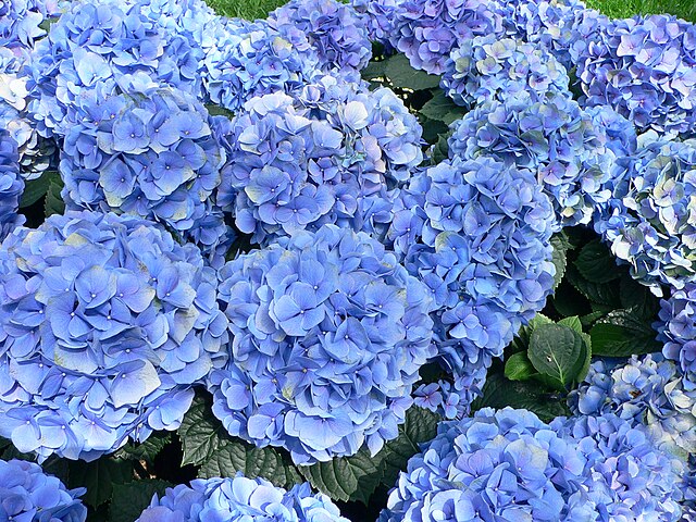 A hortênsia-azul (Hydrangea macrophylla), nativa da Ásia Oriental, especialmente Japão e China, apresenta flores que variam do azul ao rosa, dependendo do pH do solo. Em solos ácidos, a planta exibe tons de azul vibrante. Além de sua beleza ornamental, é popular por sua capacidade de adaptar-se a diferentes condições ambientais