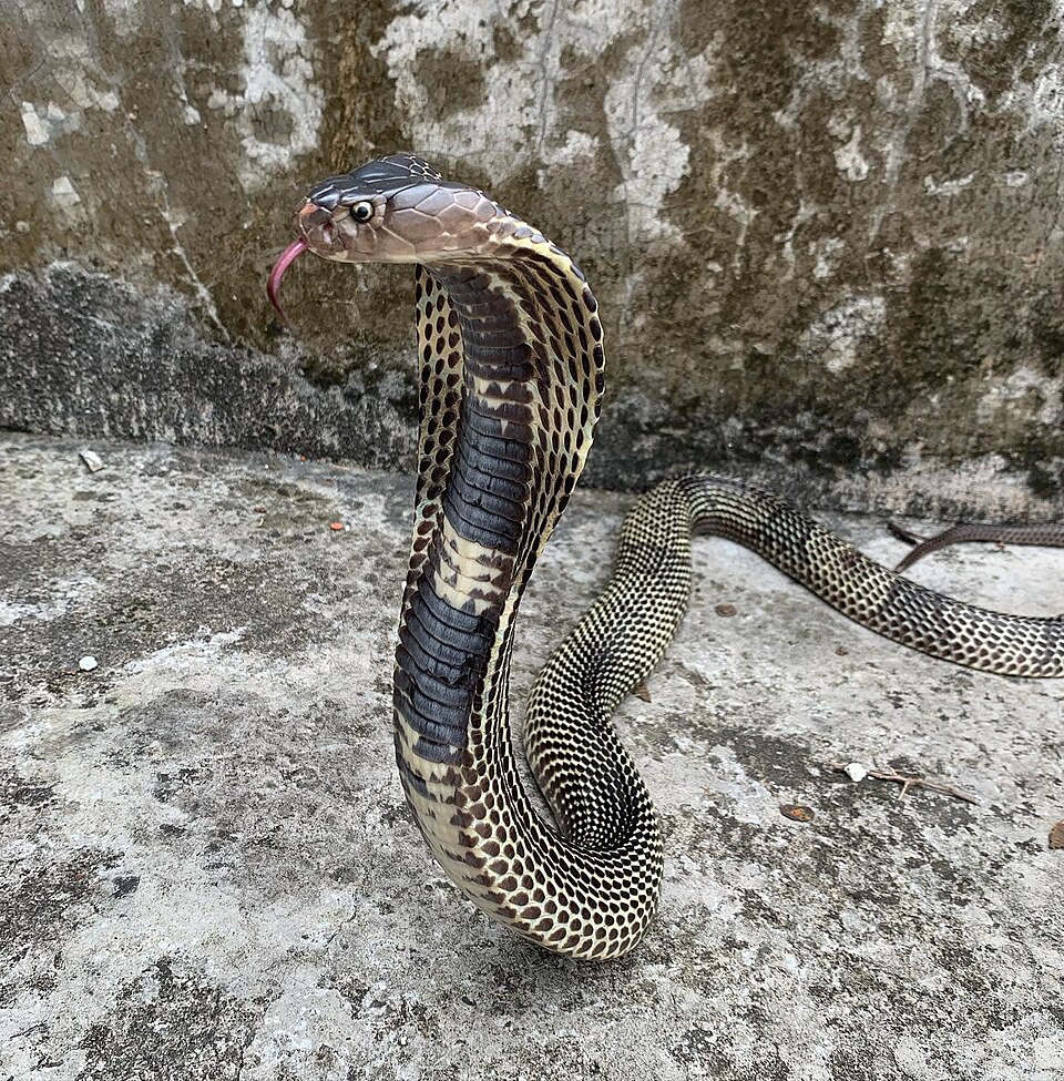A naja é uma serpente pertencente ao gênero Naja, da família Elapidae, famosa por seu capelo expansível. Esse “capuz” é formado por costelas alongadas que se abrem quando o animal se sente ameaçado.