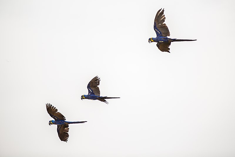 Além da flora, outro atrativo é a fauna, constituída por tamanduás-bandeiras, lobos-guarás, raposas, gambás, macacos, jacarés, onças e cobras. No caso das aves, é possível encontrar tucanos, papagaios e araras-azuis, entre outros 