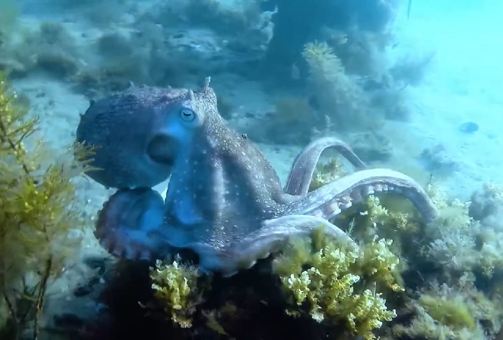 Já o polvo-maori (Macroctopus maorum) é uma espécie encontrada nas águas temperadas do sul da Austrália, Nova Zelândia e Ilhas Falkland. Também conhecido como polvo-da-Nova-Zelândia, é um dos maiores polvos da região, atingindo até 3 metros de envergadura e mais de 10 kg.
