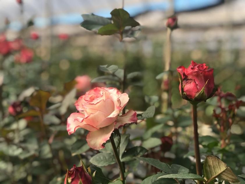No Brasil, a maior produtora de rosas é a cidade de Andradas, em Minas Gerais. Por dia, são colhidas em média 400 mil flores, cultivadas em doze propriedades que somam cerca de 120 hectares de plantio.
